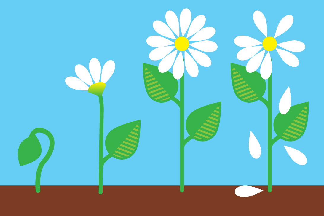 Stages of a flower's life cycle from a bud to blooming to petals falling off