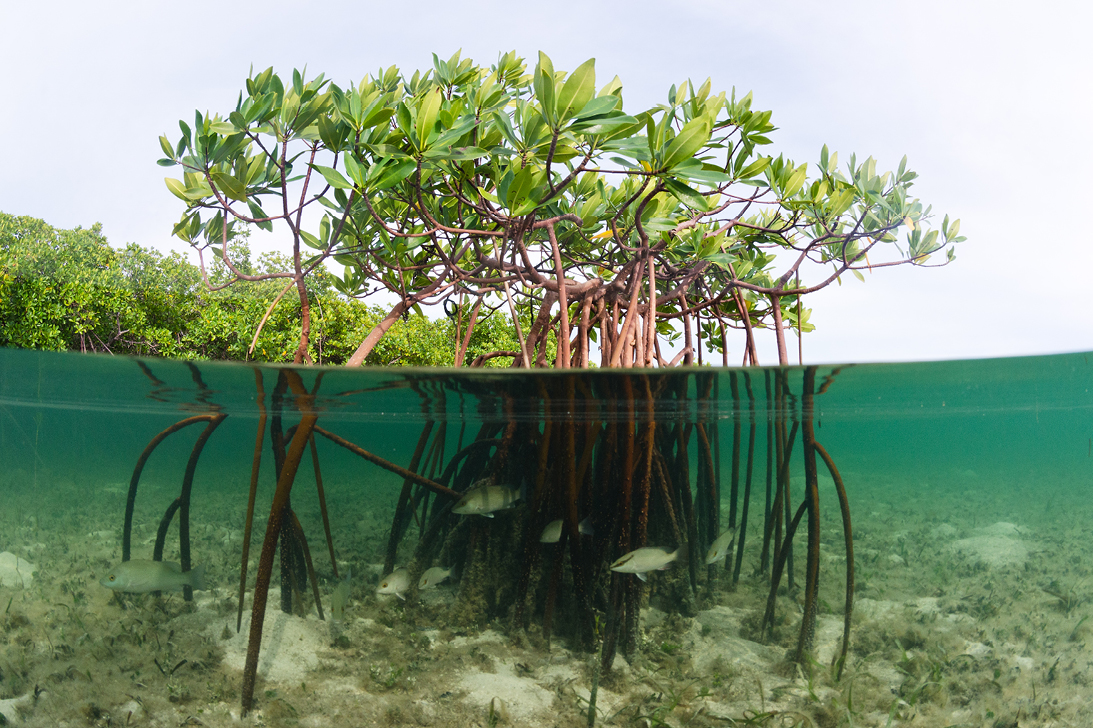 Seguro de manglares: oportunidades para crear resiliencia en el Caribe