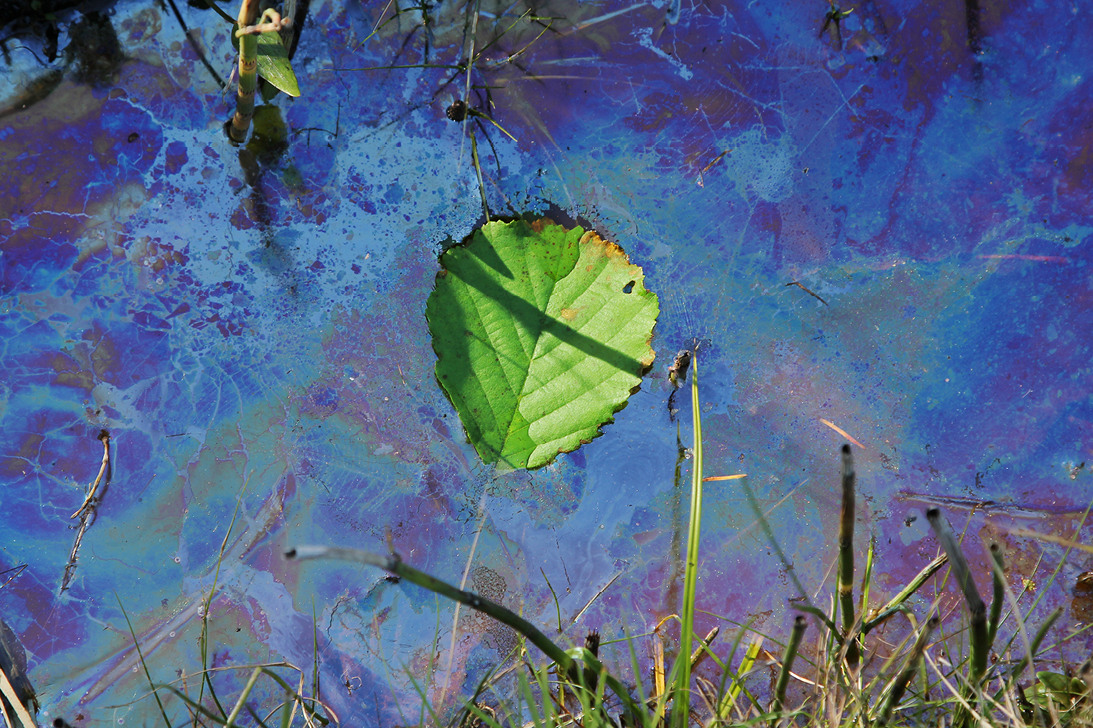 La globalizzazione della tutela ambientale