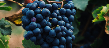 From grape to glass: managing wine risk