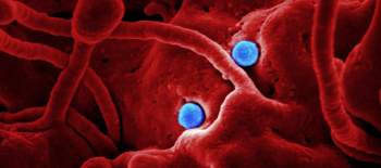 Let&rsquo;s Talk: l'antropologo sociale Fr&eacute;d&eacute;ric Keck sul coronavirus