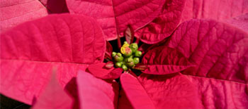 Protecting Poinsettias