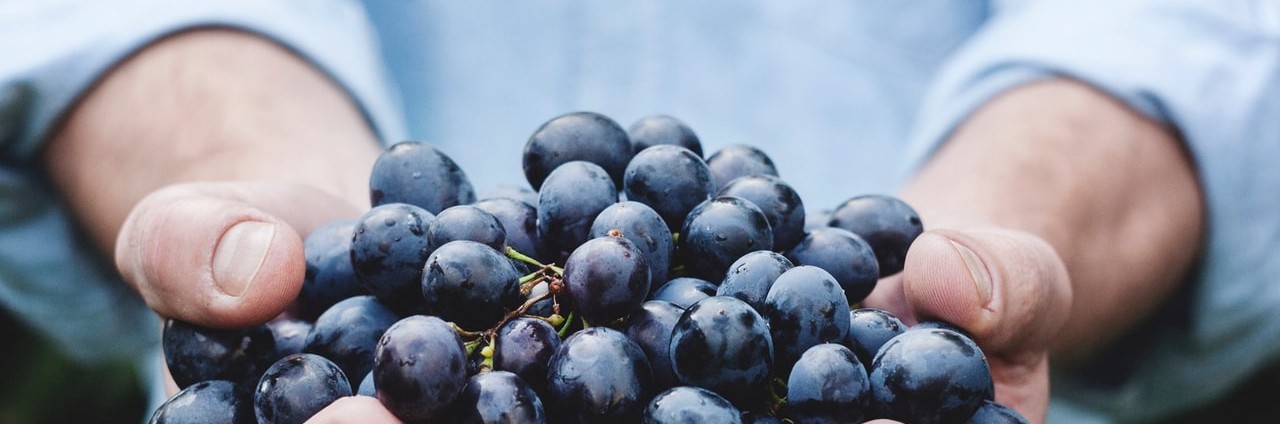 Black grapes in a hand Black grapes in a hand