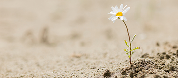 A white flower blooming and standing in desert