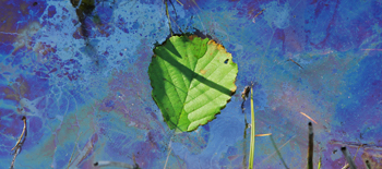 A leaf floating on adulterated water
