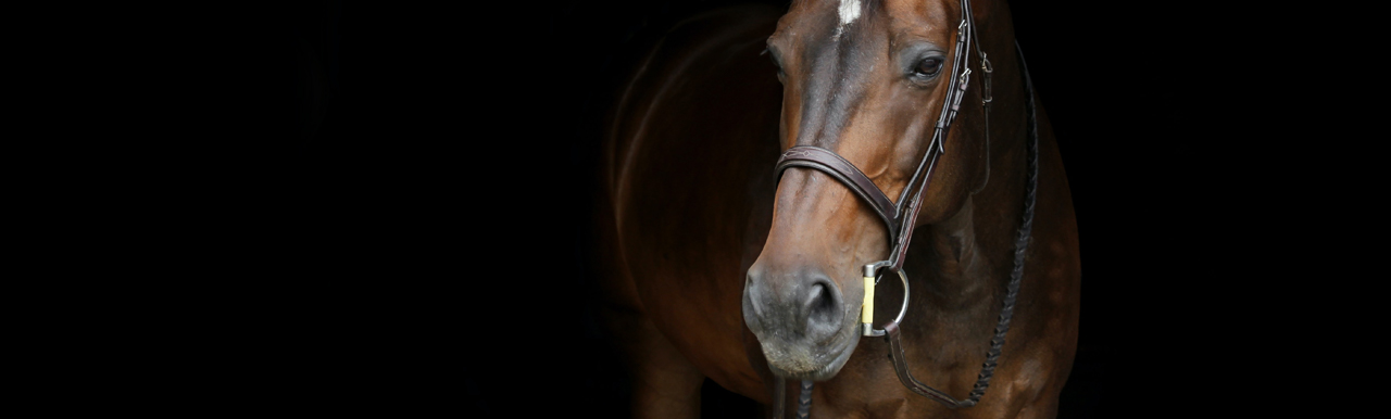 Horse Power_1280x385
