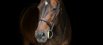 Horse Power: mortality insurance for horses at all ages and stages