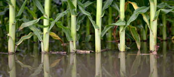 Lets Talk climate parametric insurance a versatile remedy for our future world