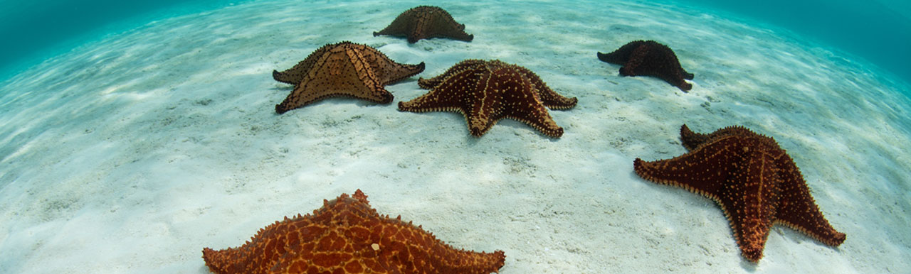 Innovative financing eases debt while funding ocean conservation