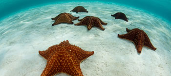 Innovative financing eases debt while funding ocean conservation