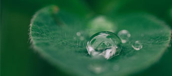 Natur im Fokus: Risiken und Chancen f&uuml;r Unternehmen