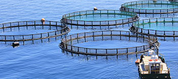 Storms are coming; protecting fish farms from severe weather events