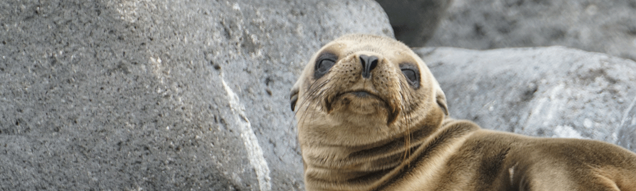 Marine conservation-linked bonds evolve to protect Galapagos Marine Reserve Marine conservation-linked bonds evolve to protect Galapagos Marine Reserve