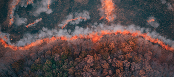 Waldbr&auml;nde &ndash; ein weltweit wachsendes Risiko