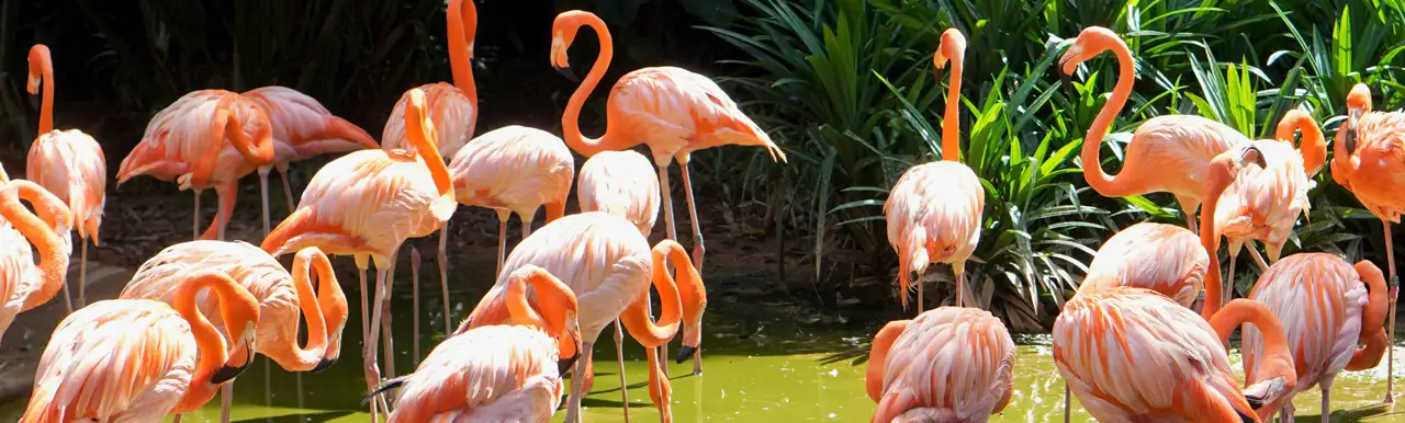 Blue bonds_Bahamas_1280x385