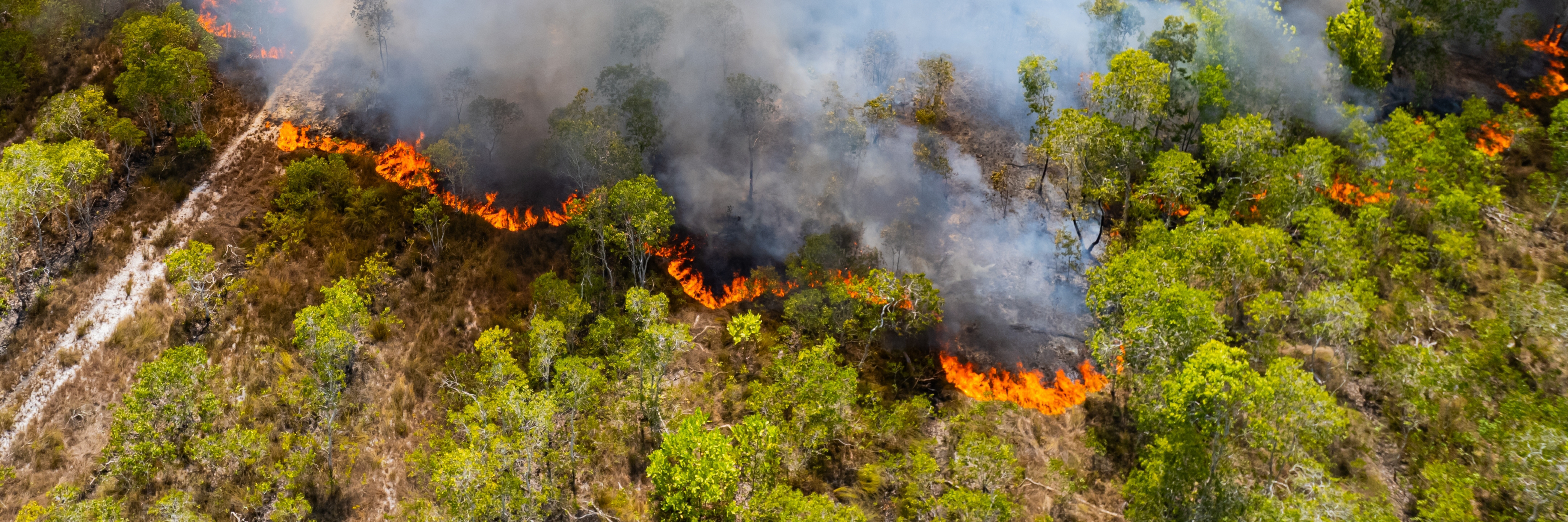 Wildfire image article