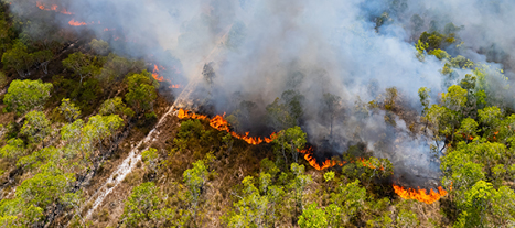 Resilience through reinsurance in wildfire recovery