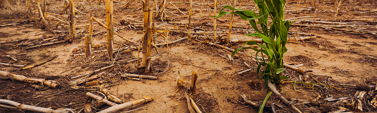 A green plant in a deserted land