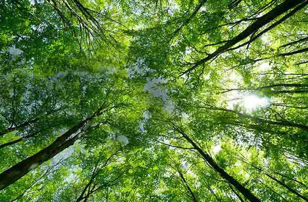 Sunlight coming through green tall trees